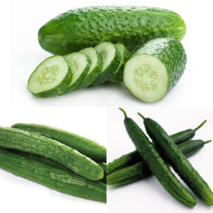 binhi pantanim 5 seeds chinese pickling cucumber variety outdoor fruit plant