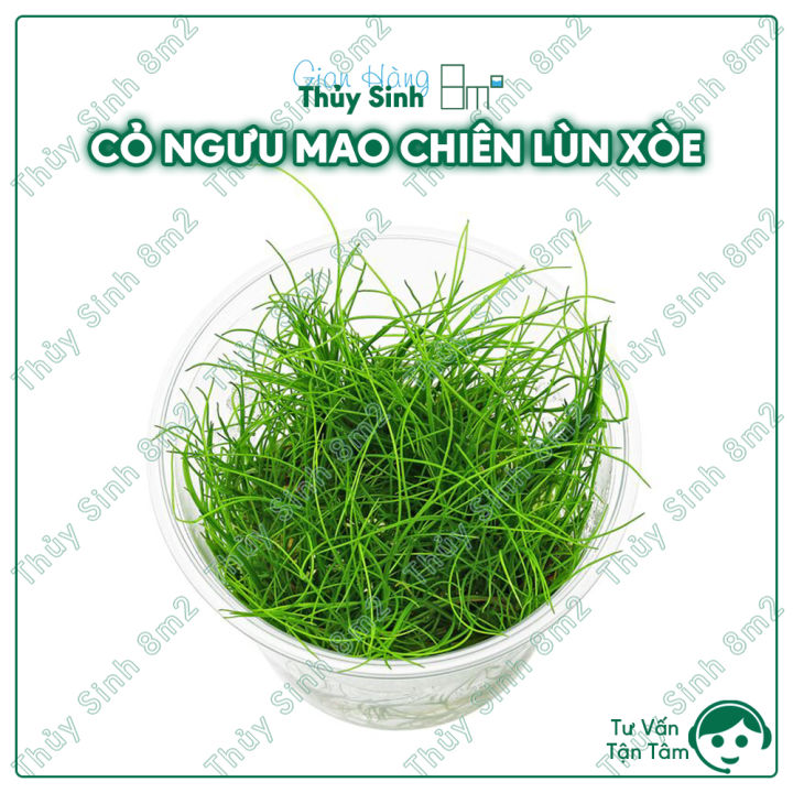 Cỏ Ngưu Mao Chiên Lùn Xòe | Cây Thủy Sinh Trải Nền, Tiền Cảnh | 8m2 ...