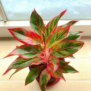Aglonema Red Lipstick / 红口红粗肋草 / Lipstik Merah / लाल लिपस्टिक पौधा – Colorful Air Purifying Easy Care Indoor Beauty