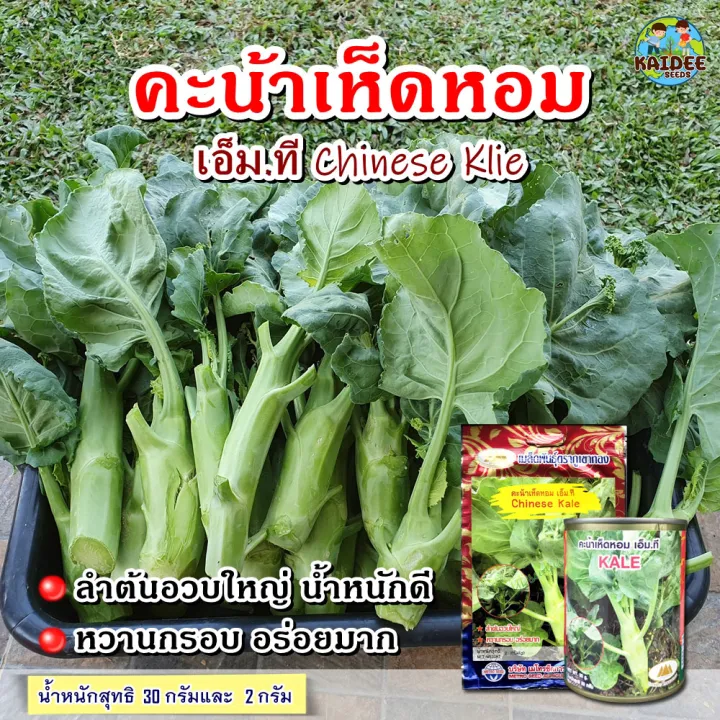 10 อันดับ เมล็ดพันธุ์คะน้าเห็ดหอม ยี่ห้อไหนดี? อัปเดตปี 2026