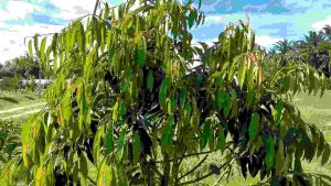 เรโช ธาตุอาหารรอง-เสริม ใบเขียวสะสมอาหารดี สูตร EDTA มี แมกนีเซียม เหล็ก แมงกานีส สังกะสี ขนาด 1000 มล