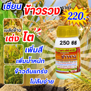 เซียนข้าวรวงขนาด 250 ซีซี ฮอร์โมนฉีดพ่นทางใบ หมดปัญหา ข้าวหลุดร่วง เมล็ดลีบ คอรวงหัก  กระตุกรวง กระชากรวงใหญ่ รวงโต ข้าวไม่จู๋ รวงไม่หดสั้น