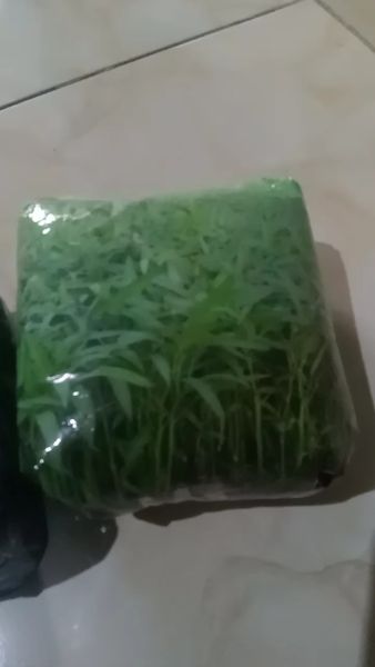 Buyer review video 6