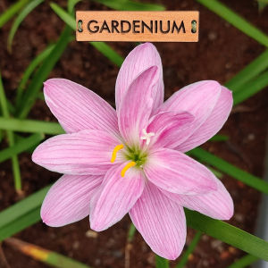 Umbi Bunga Rain Lily Turandot - Rainlily Zephyranthes Hybrid