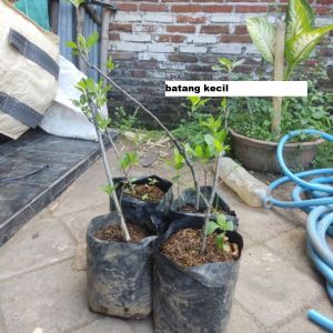 Bibit Apel Fuji Merah Cangkok Cepat Berbuah Super