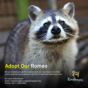 Zoo Negara - Adopt our Romeo