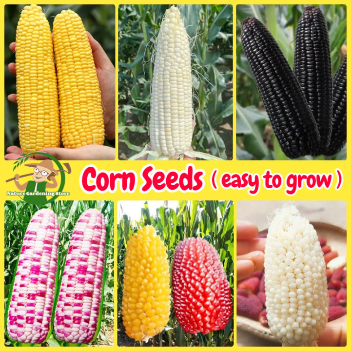 Super Sweet Waxy Corn Seeds for Planting - High Yield Organic Non-GMO ...