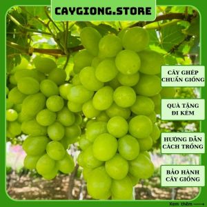 Cây giống nho Xanh Ninh Thuận trái dài thân dây leo giàn trồng chậu thùng xốp NG02