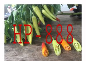 Hạt Giống Ớt Sừng Vàng F1 number one hp 888