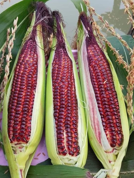 เมล็ดพันธุ์ข้าวโพดหวานม่วง ทับทิมสยาม ข้าวโพดอัญชัน ทานดิบได้