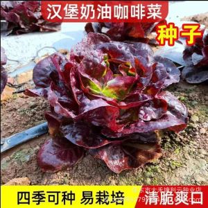 Hamburger cream coffee lettuce purple leaf lettuce heat-resistant suitable for planting in all seasons winter-hardy health-promoting vegetable