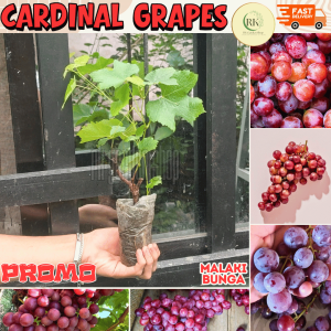 2+1 FREE CARDINAL GRAPES CUTTINGS MALALAKI ANG BUNGA AT MADALING ALAGAAN