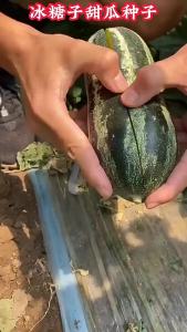 Sweet Tooth Candy Melon Seeds Four Seasons High Yield Courtyard Balcony Potted Fruit Seeds Candy Melon Seeds