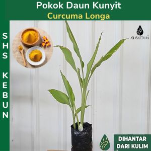 Anak Pokok Kunyit Curcuma Longa Plant Turmeric Plant Pokok Herba Herbs Plant Live Plant SHS Kebun