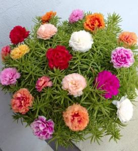 DEAL 5K - Hạt Giống Hoa Mười Giờ Kép Ngoại Đủ Màu (2000 Hạt)