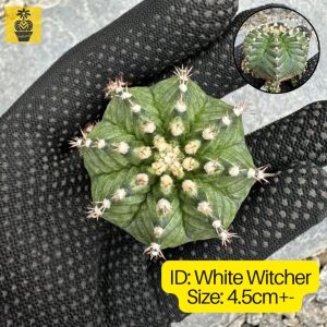 Colorful Gymnocalycium Famous ID / Gymnocalycium Variegated / Cactus Succulents / Kaktus