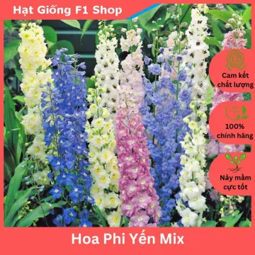 Ý nghĩa hoa phi yến - Khám phá vẻ đẹp và giá trị của loài hoa đặc biệt