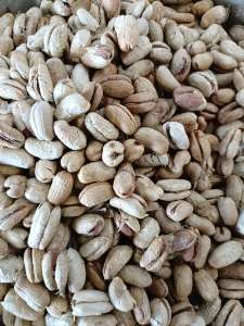 1 kg hạt giống chà là cảnh