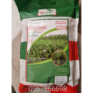 Hạt Giống Cỏ Sả Lá Lớn Mombasa Ghine Gumbo Tỉ Lệ Nảy Mầm Cao ( Hàng Bảo Đảm)