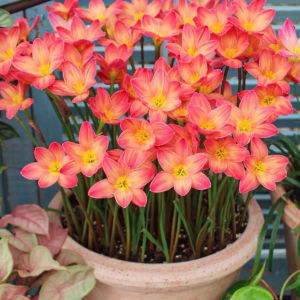 Củ Hoa Huệ Mưa Thái Cánh Kép (Tóc Tiên) Mix 7 màu cực đẹp dễ trồng hoa nở từ 20-25ngày