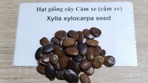 100gram Hạt giống cây căm xe cẩm xe