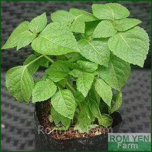 ต้นยี่หร่า ยี่หร่า ในถุงดำ 5 นิ้ว แตกรากแล้ว พร้อมปลูก