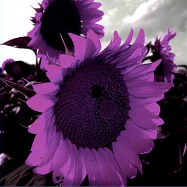 Purple sunflowers deals