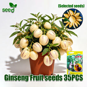 [Fast Growing] 100% Legit Pepino Melon Seeds for Sale Fruit Trees (35 pcs/pack) Potted Ginseng Fruit Seeds Bonsai Tree Live Plant Taiwanese Pepino Melon Seeds Real Fruit Bearing Tree Seeds Seedlings Indoor Plants Balcony Garden Fruits and Vegetables Seeds