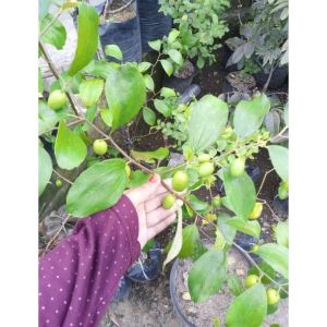 BERBUNGA/BERBUAH Bibit Tanaman Apel India / Bibit Apel Futsa Kondisi BERBUNGA