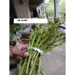 Entress Alpukat Green Taiwan Super