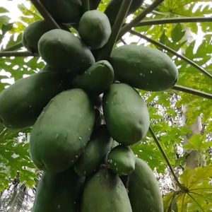 jual pepeya muda segar 1 kg