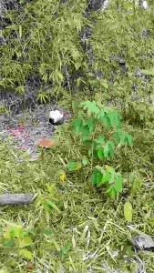 JARING BURUNG KUTILANG JARING KETILANG #10 JARING TILANG JARING CANGKURILANG JARING BURUNG TILANK JARING BURUNG SIAP PASANG JALA PIKAT BURUNG KUTILANG JARING BURUNG PIKAT KUTILANG JARING BURUNG PERKUTUT JEBAKAN BURUNG KUTILANG PERANGKAP KUTILANG JJARING