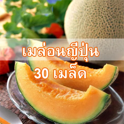 เมล็ดเมล่อนญี่ปุ่น เนื้อส้ม 30 เมล็ด
