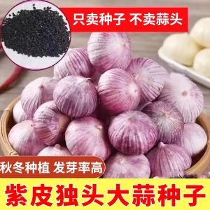 Purple Peel Single Clove Garlic Seeds Farm Garlic Seed Red Root Garlic Bolt Kinds of Four Seasons Planting Pot Field Cultivation Vegetable Seeds