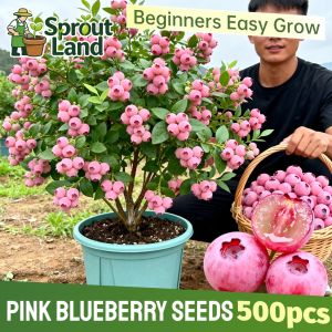 [Easy To Grow] Bonsai Pink Blueberry Seeds for Planting Fruit Trees (500 Seed) Fresh Organic Pink Blueberry Plant Fruit Seeds Dwarf Blueberry Fruit Bearing Tree Seeds Blueberry Live Plants Indoor Balcony Potted Sweet Blueberry Seedlings Home Garden Seeds