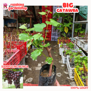 RED GRAPES BIG CATAWBA SEEDLINGS BUHAY NA BUHAY NA NOTHING TO WORRY MAKAPAL ANG UGAT