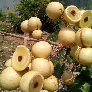 PAKET 5 Bibit Tanaman Kelengkeng Matalada Elegan Murah Meriah