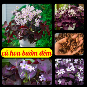 Combo 20 Củ  hoa bướm đêm lá tím hoa trắng dể trồng