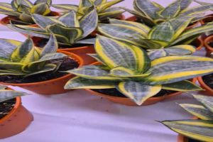 Special 3+1 offer !! Sanserveria hanii 3 pots and free 1 pot Piperomia (4-5 inch pot height ~ 4-5 inch)
