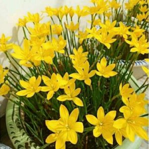 Củ huệ mưa màu vang kim sống 100% - 5Củ