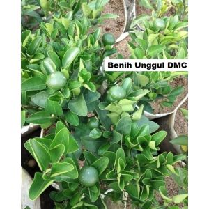 Bibit Jeruk Siam Madu Kondisi Berbuah manis