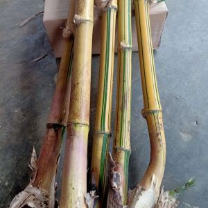 bibit bambu kuning siap tanam