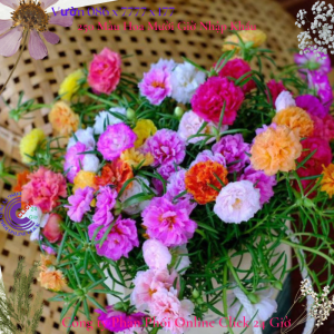 Hoa Mười Giờ KEM TIỂU THƯ - Hoa Mười Giờ Thái Kép Cành Tơ Siêu Khỏe Ra Rễ Sau 3 Ngày 377 Click 24 Giờ