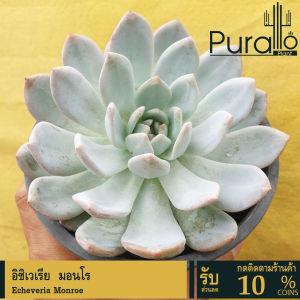 ต้นไม้อวบน้ำ กุหลาบหิน อิชิเวเรีย มอนโร Echeveria Monroe #Monroe #Echeveria #Rare