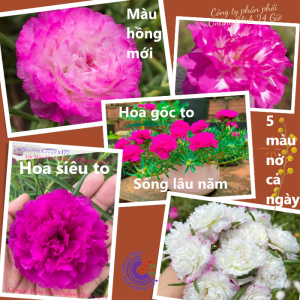 [NỞ CẢ NGÀY] ️1Ký Cành Hoa Mười Giờ Mới ️️🛴 0867777377