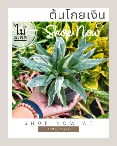 ต้นโกยเงิน โกยทอง ต้นไม้มงคล ไม้เรียกทรัพย์ ต้นใหญ่ปลูกแล้วดี ปูกแล้วมีเงิน โกยเงินโกยทอง ทรงพุ่มสวยมาก