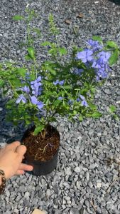 Cây hoa thanh xà - ra hoa quanh năm