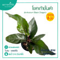 โชคเก้าชั้นใบดำ  กระถาง 8 นิ้ว ไม้มงคล ไม้ฟอกอากาศ. 