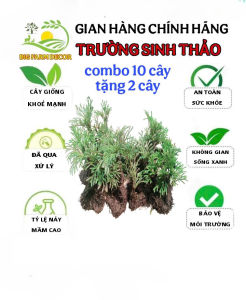 combo 10 khóm cây trường sinh thảo