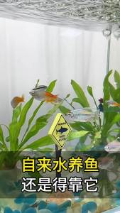 【Ship in 24H】鱼乐宝除氯气鱼缸净水剂大苏打水族水质稳定片剂自来水免晒水困水